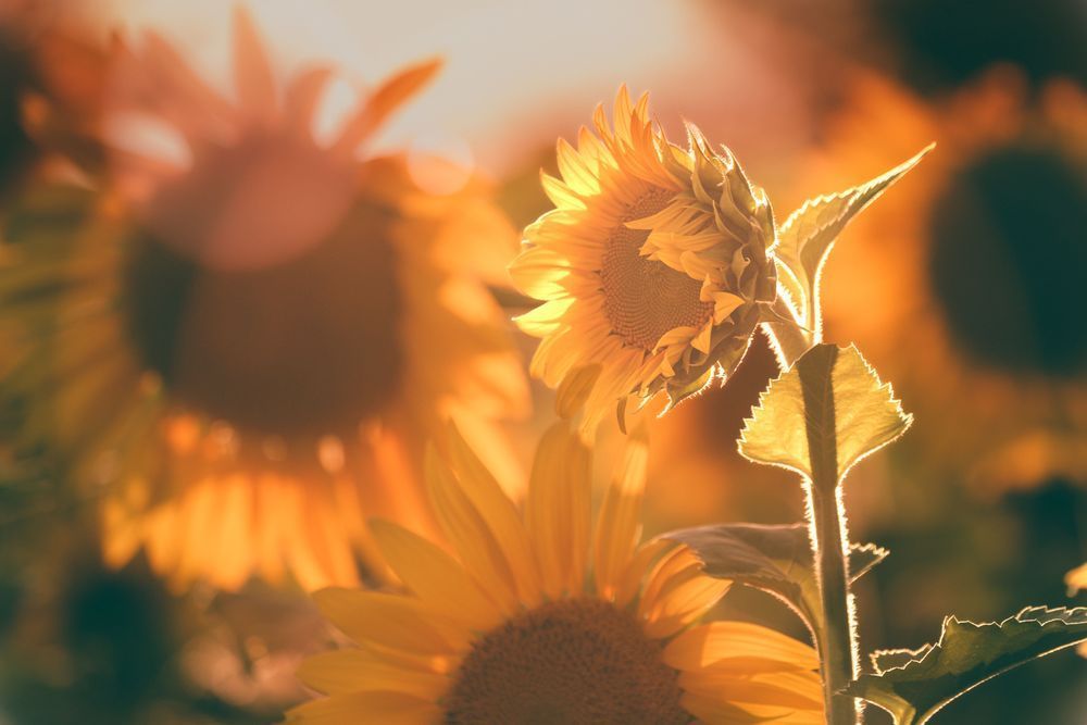 Adolescence, Sunflowers Photography Art | Kim Clune Daydreams