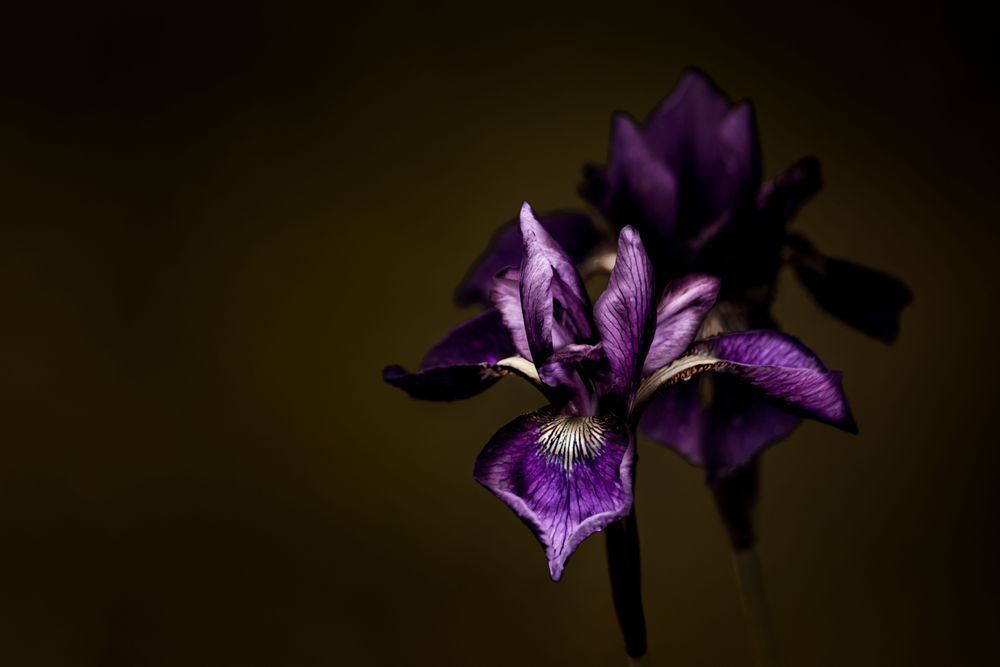 Iris Pair Photography Art | Kim Clune Daydreams