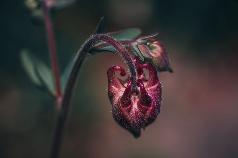 Ruby Columbine Photography Art | Kim Clune Daydreams