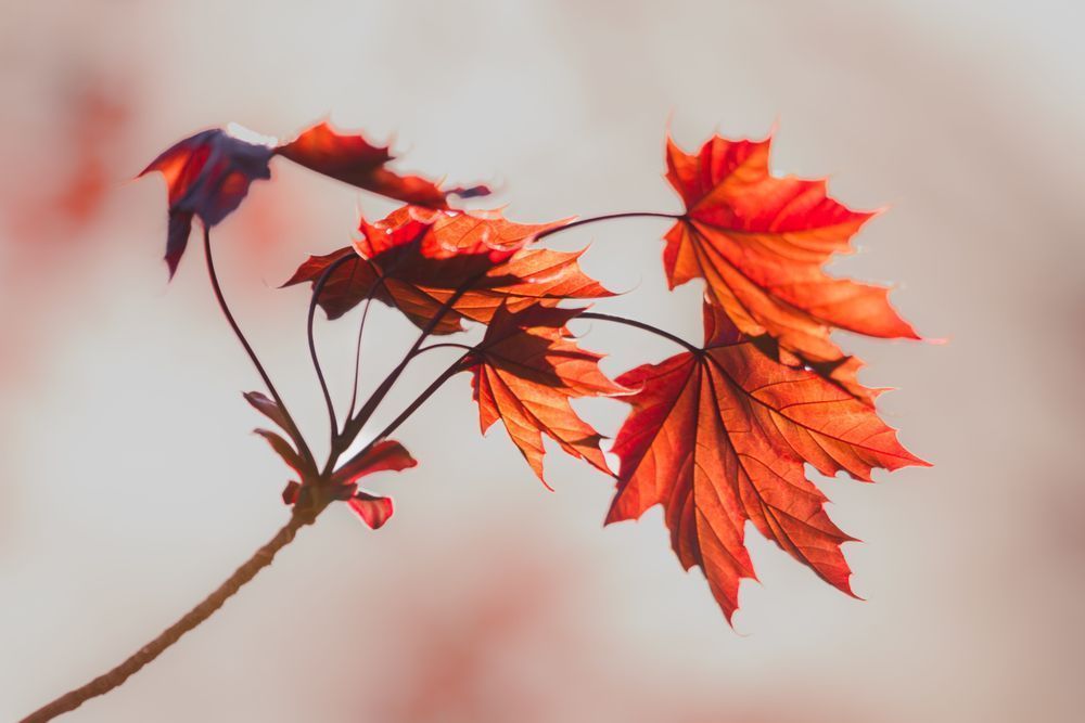 Unfurling, Red Maple Photography Art | Kim Clune Daydreams