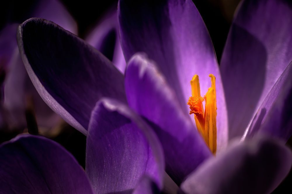 Anther Anthem, Crocus, East Nassau, Ny Photography Art | Kim Clune Daydreams