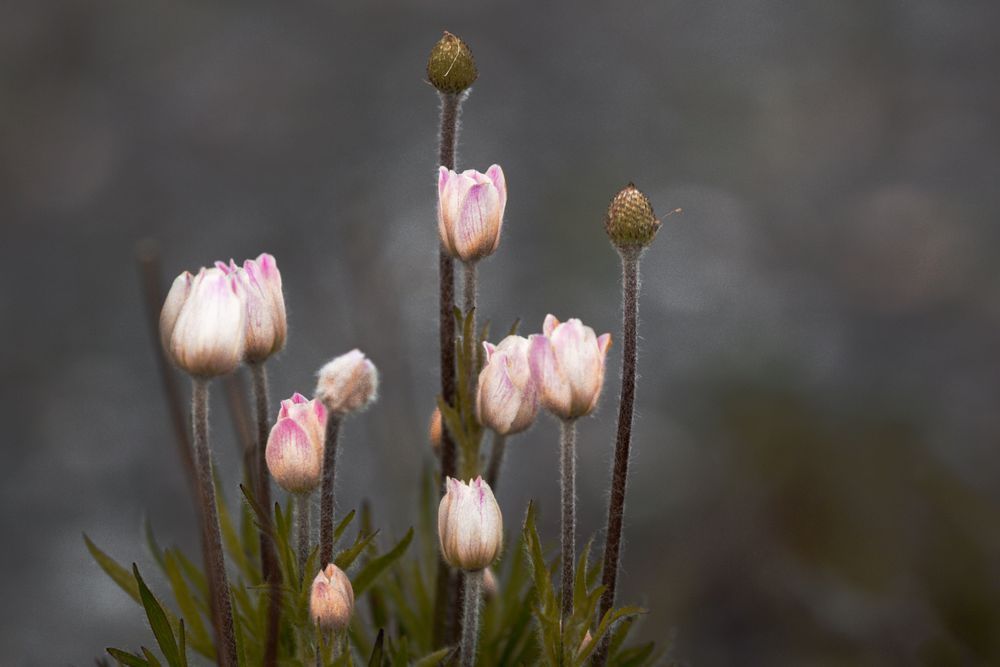 Budding Anemone Photography Art | Kim Clune Daydreams