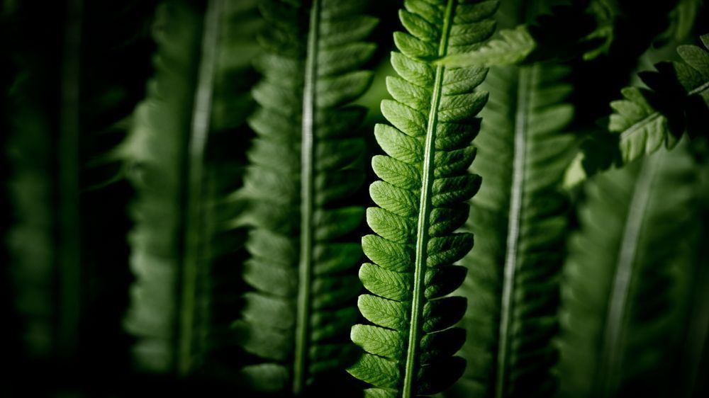 Step Forward, Ostrich Fern Photography Art | Kim Clune Daydreams