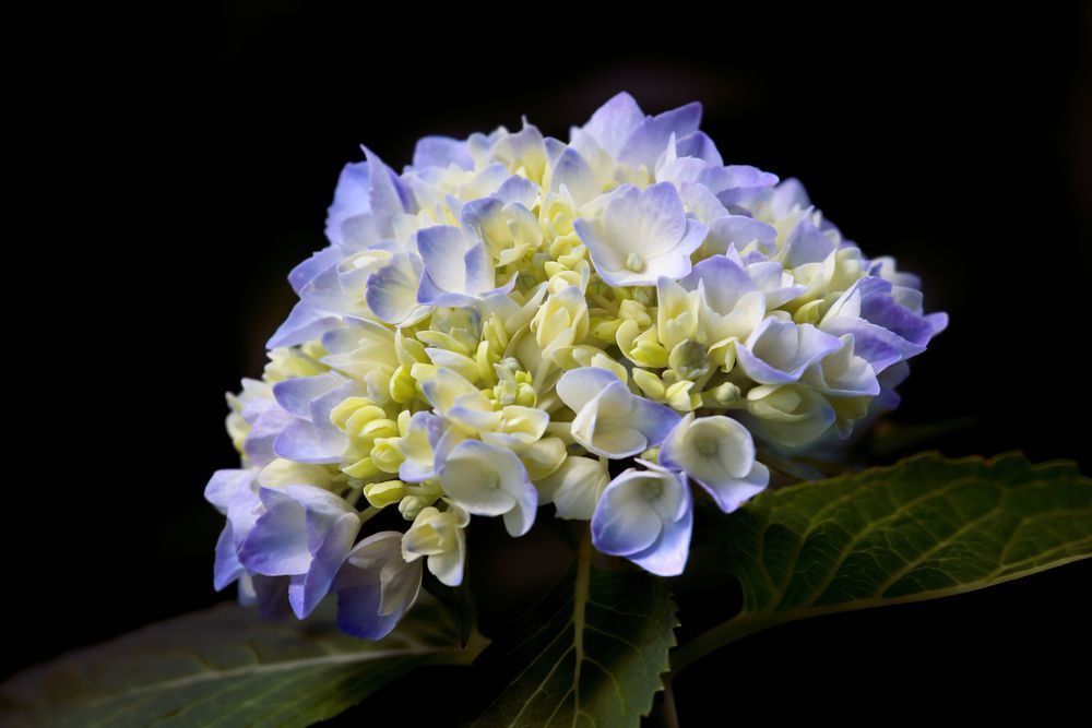 Opening Hydrangea Photography Art | Kim Clune Daydreams