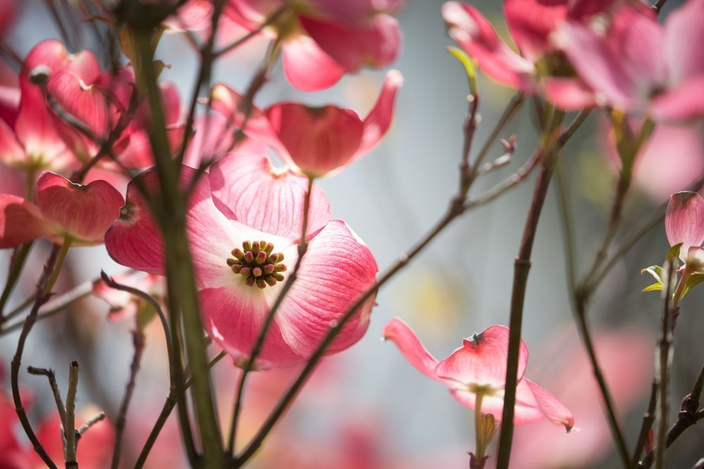 Peeping Dogwood Photography Art | Kim Clune Daydreams