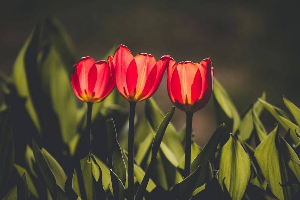 Tulip Trio Photography Art | Kim Clune Daydreams
