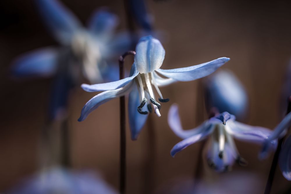 Sweet Siberian Squill Photography Art | Kim Clune Daydreams