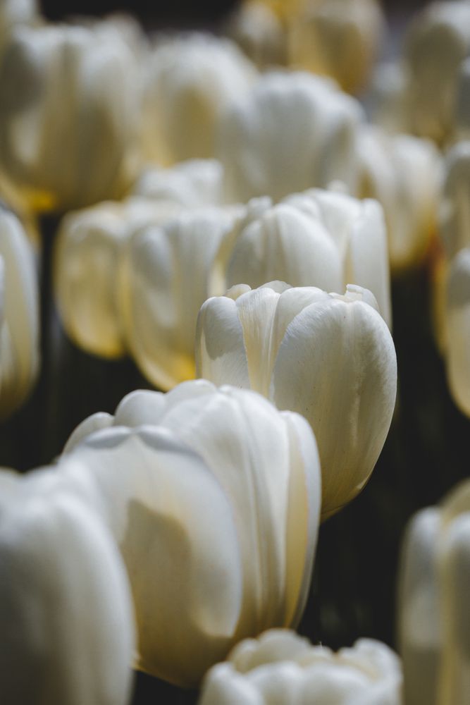 White Tulip Row Photography Art | Kim Clune Daydreams