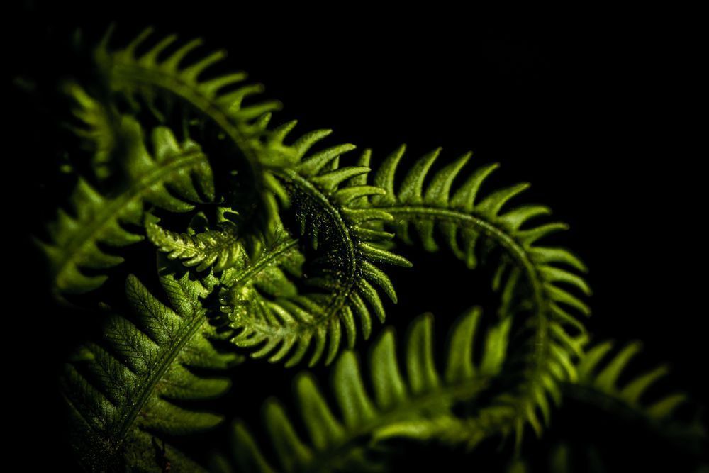 Unfurling Fern Photography Art | Kim Clune Daydreams