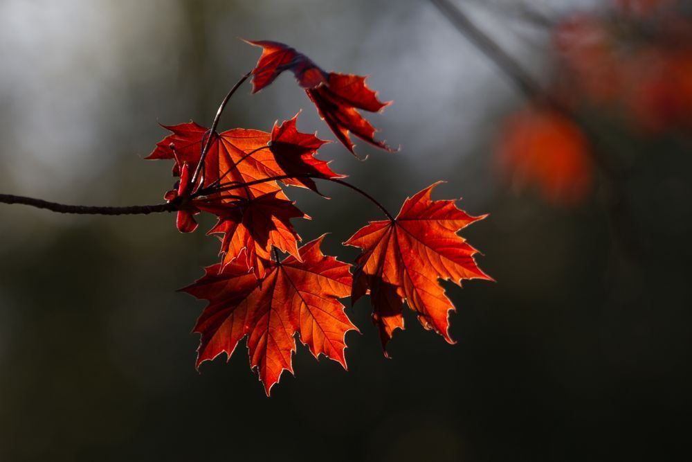 Red Maple Unfurled Photography Art | Kim Clune Daydreams