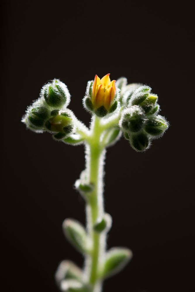 Reaching Echeveria Photography Art | Kim Clune Daydreams