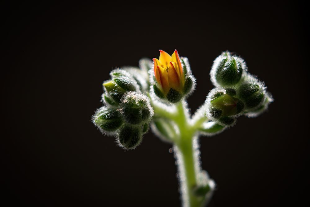 Echeveria Begins Photography Art | Kim Clune Daydreams