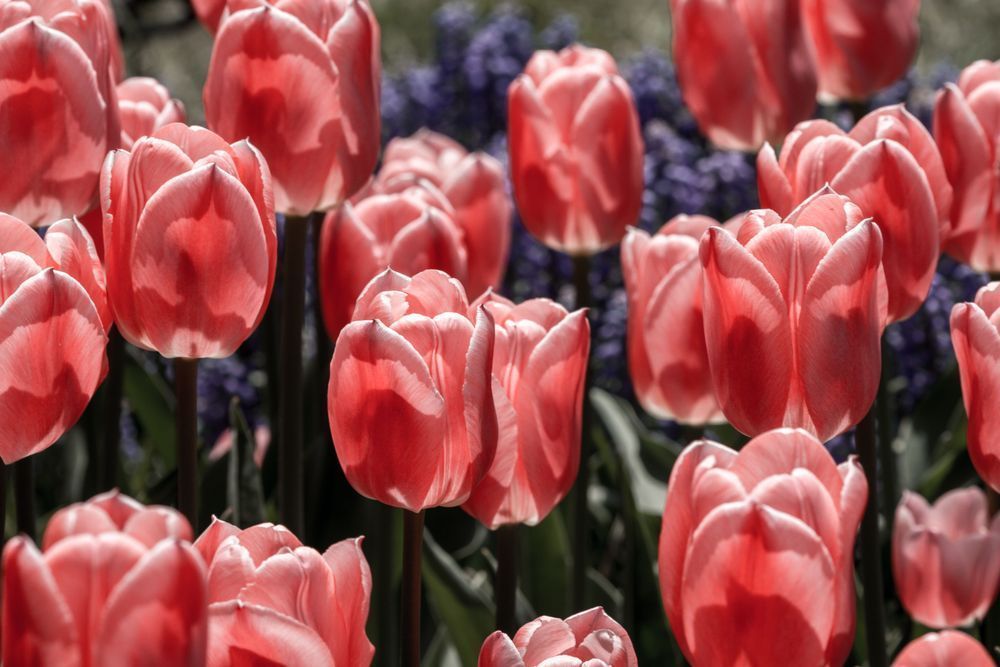 Tulip Riot Photography Art | Kim Clune Daydreams