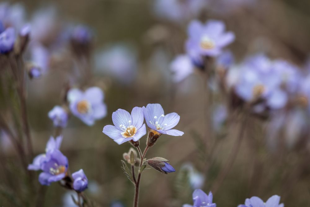 Blue Flax Photography Art | Kim Clune Daydreams