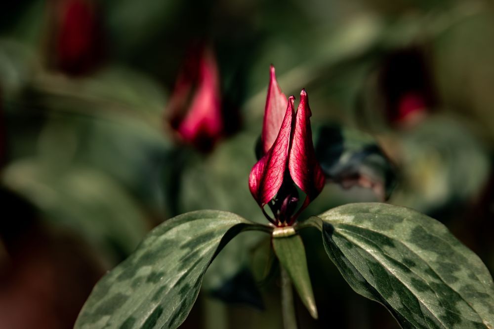 Red Trillium Photography Art | Kim Clune Daydreams