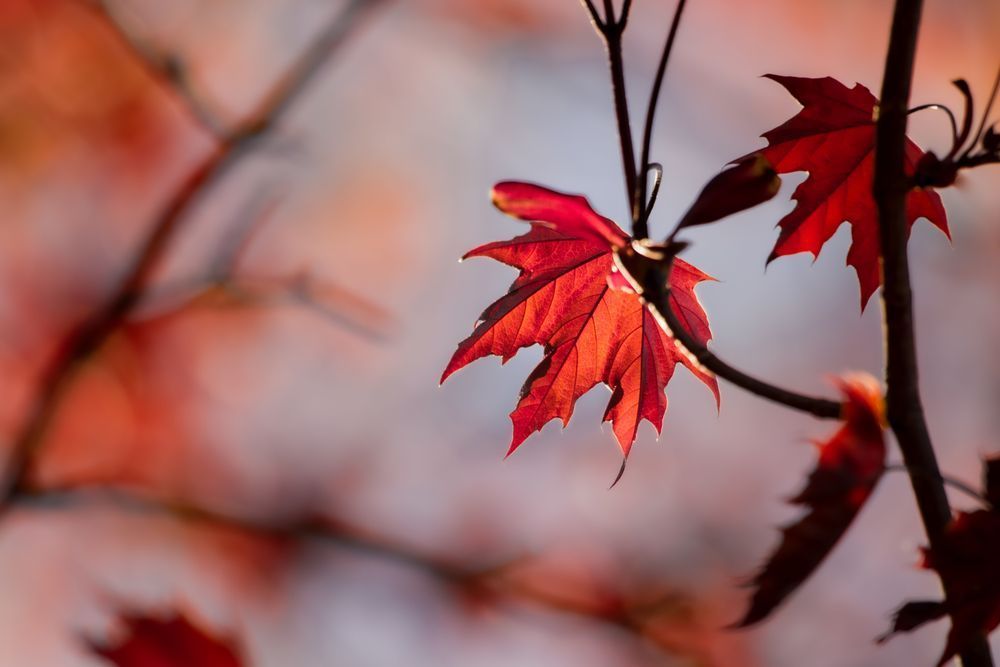 Young Red Maple Leaf Photography Art | Kim Clune Daydreams
