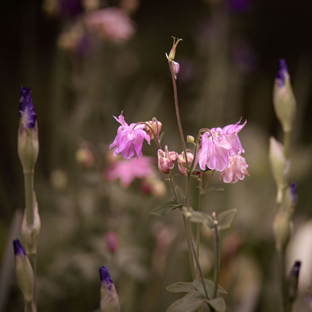 Columbine And Iris Photography Art | Kim Clune Daydreams
