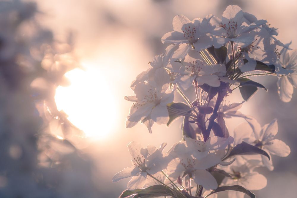 Morning Apple Blossoms Photography Art | Kim Clune Daydreams