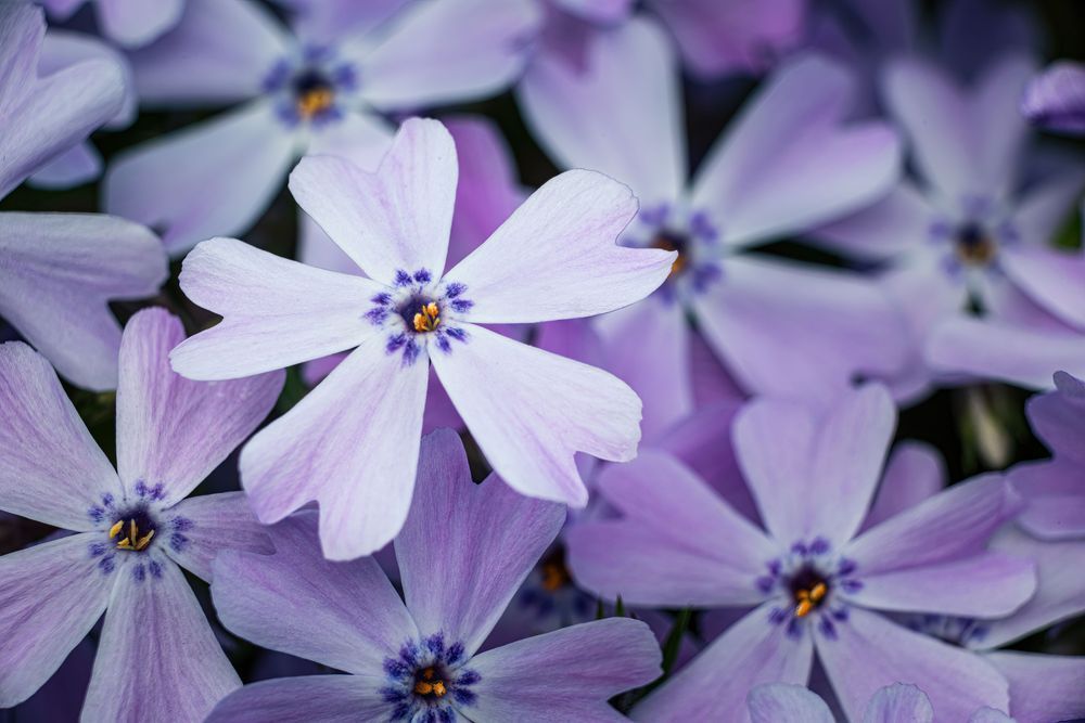 Above The Rest, Creeping Phlox Photography Art | Kim Clune Daydreams