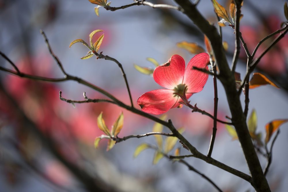 Cherokee Chief Dogwood Photography Art | Kim Clune Daydreams
