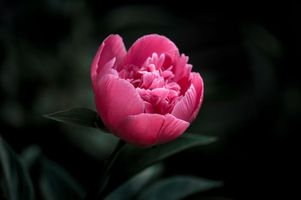 Beginnings, Peony Photography Art | Kim Clune Daydreams