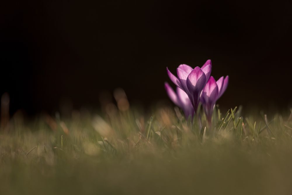 Purple Glow, Crocus Photography Art | Kim Clune Daydreams