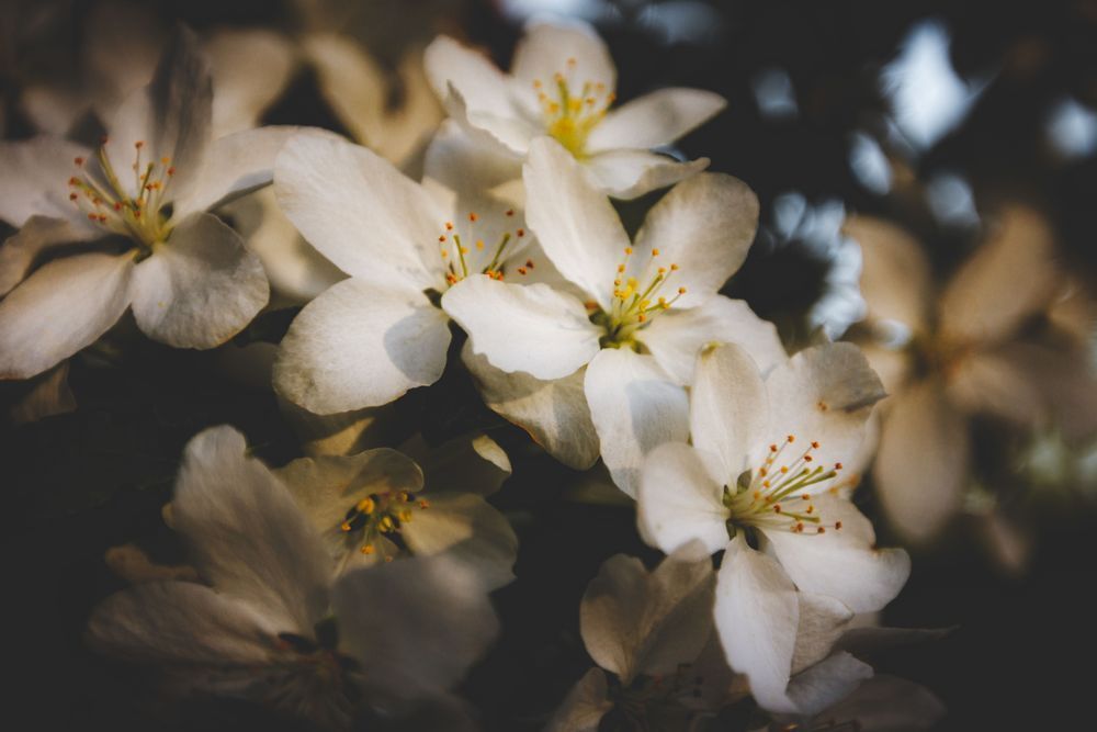 Wild Apple Flowers Photography Art | Kim Clune Daydreams