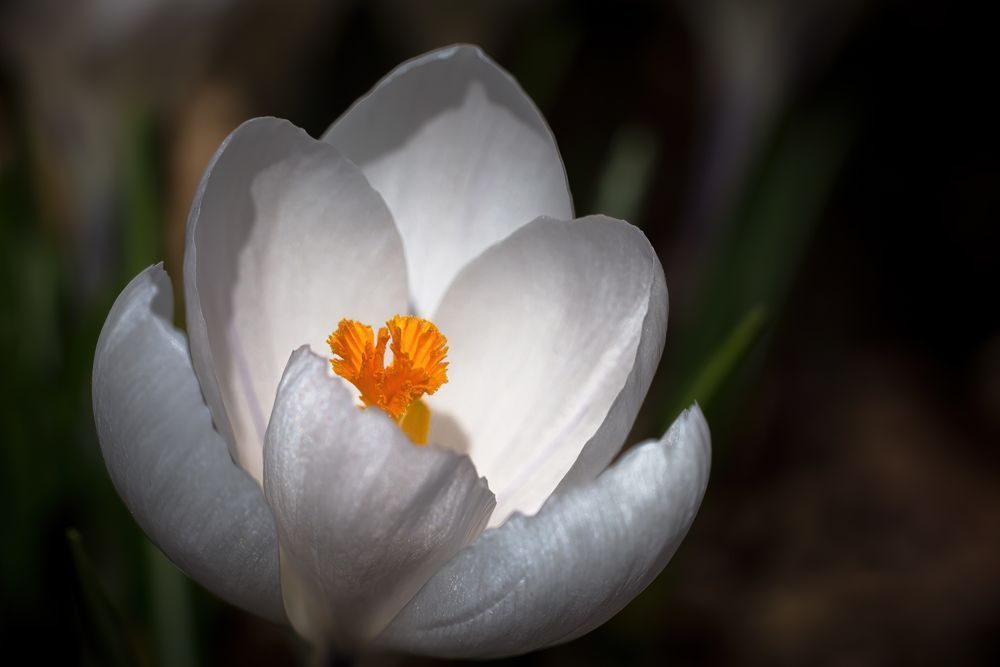 Pristine Crocus Photography Art | Kim Clune Daydreams