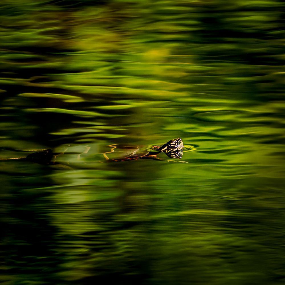 Painted Turtle Underwater Print – NY Wetland Conservation Art