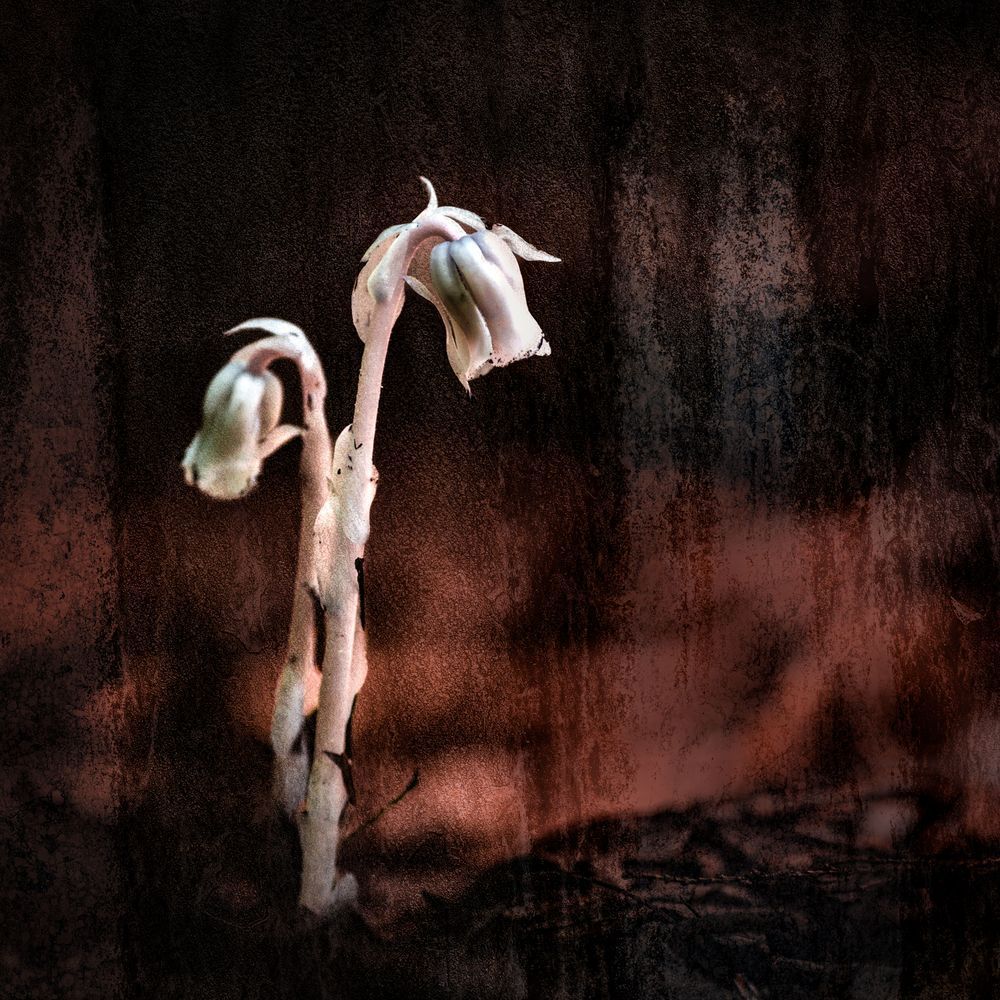 Indian Pipe Ghost Plant Print – Forest Floor Fine Art