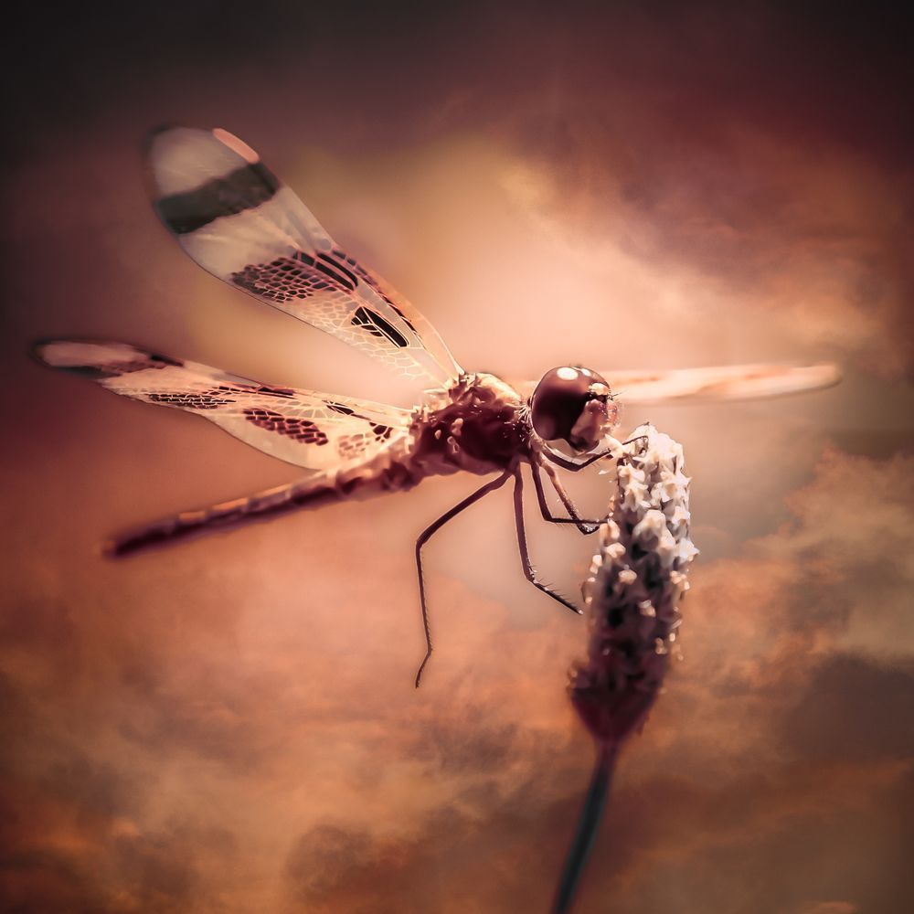Dragonfly on Grass Stem Print – Meadow Wildlife Fine Art