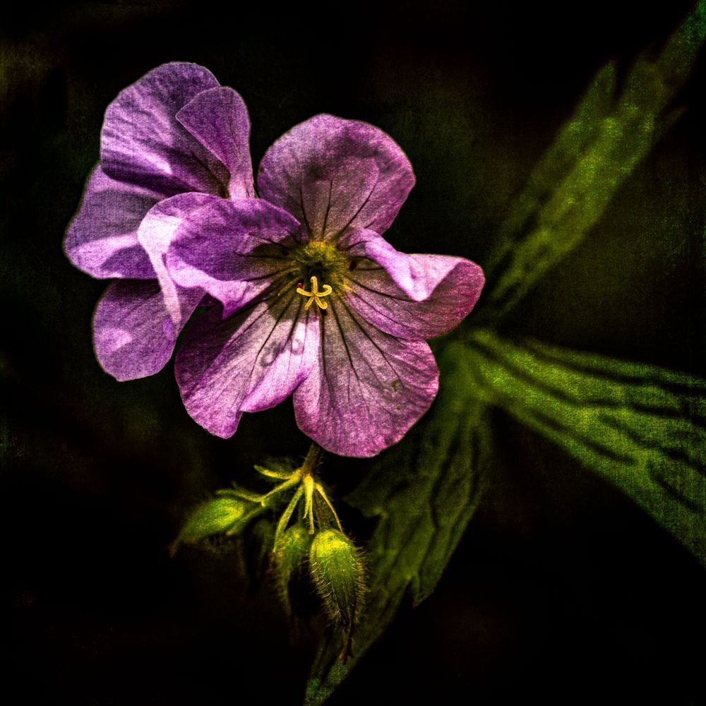 Purple Geranium Blossoms Print – Wildflower Fine Art