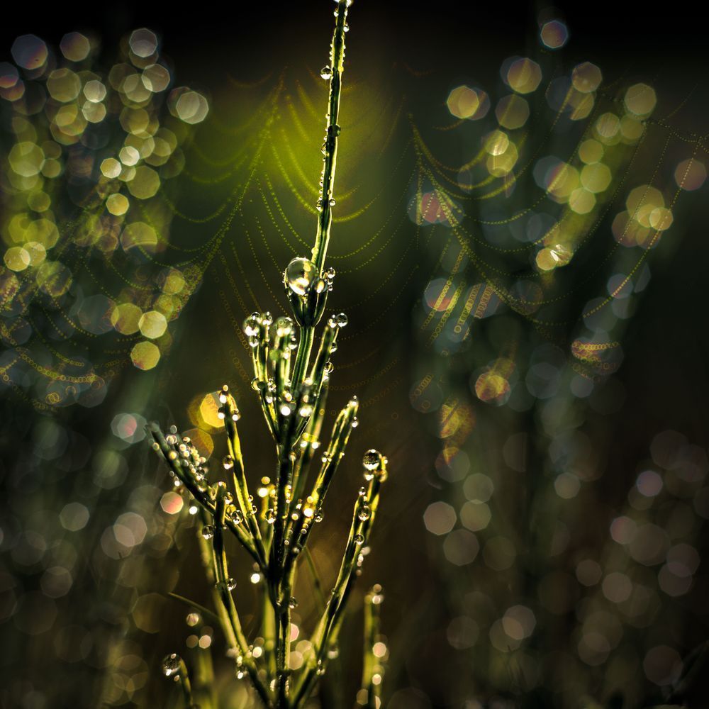 Horsetail & Spider Web Dew Print – Macro Nature Photography