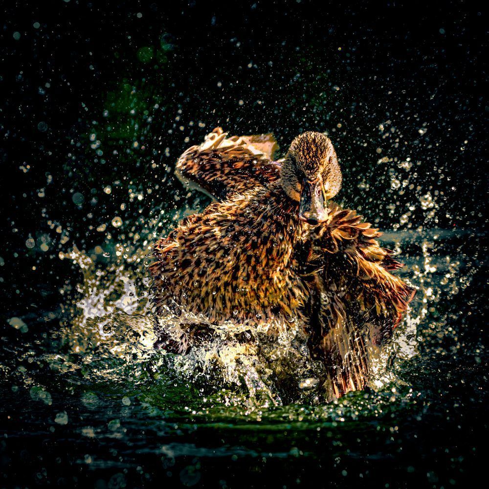 Female Mallard Bathing Print – Wildlife Fine Art Photography