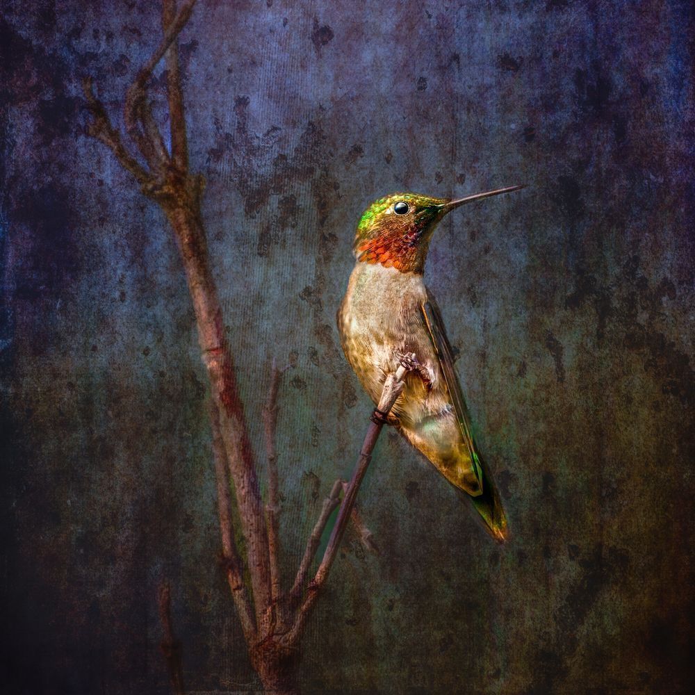 Watchful Jewel, Humminbird Art, Dyken Pond, NY