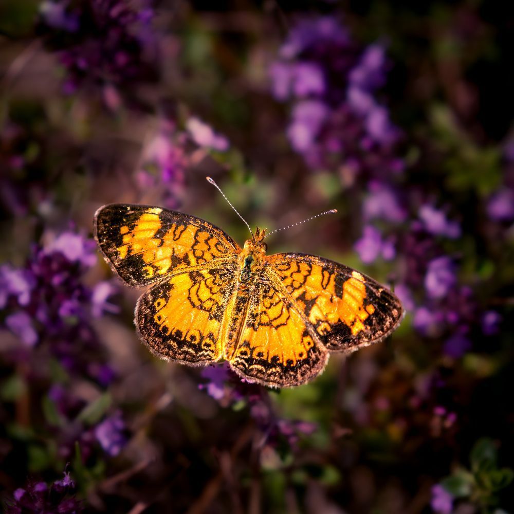 Pearl Crescent Butterfly Art, Jewel in Thyme