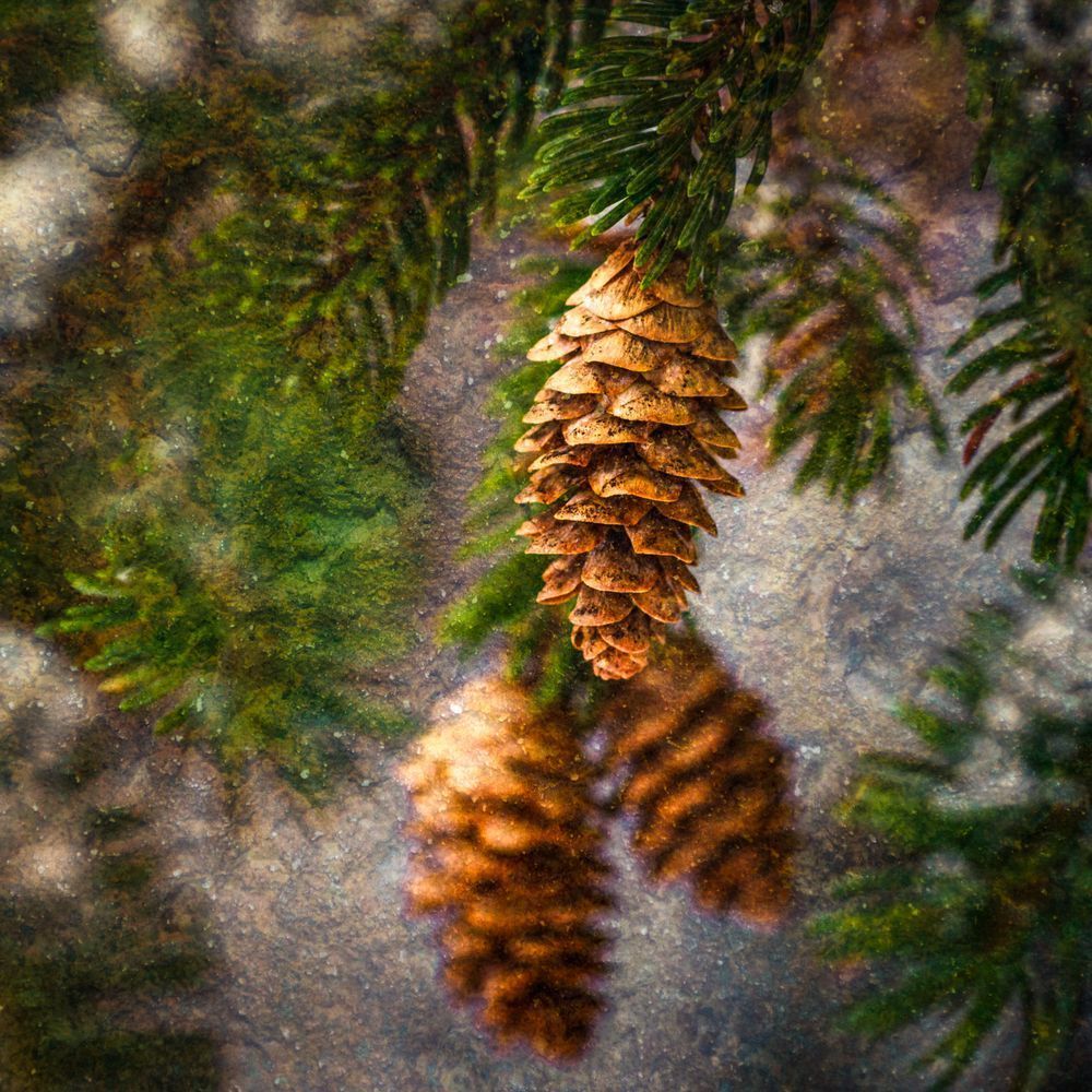 Winter’s Keepsake, Tree Art, Kinderhook Creek, NY