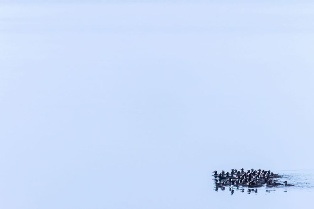 Winter Raft, Surf Scoters, , Haines, Ak Photography Art | Kim Clune Daydreams