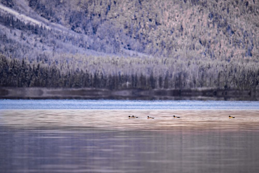 Goldeneye At Dawn, Haines, Ak Photography Art | Kim Clune Daydreams