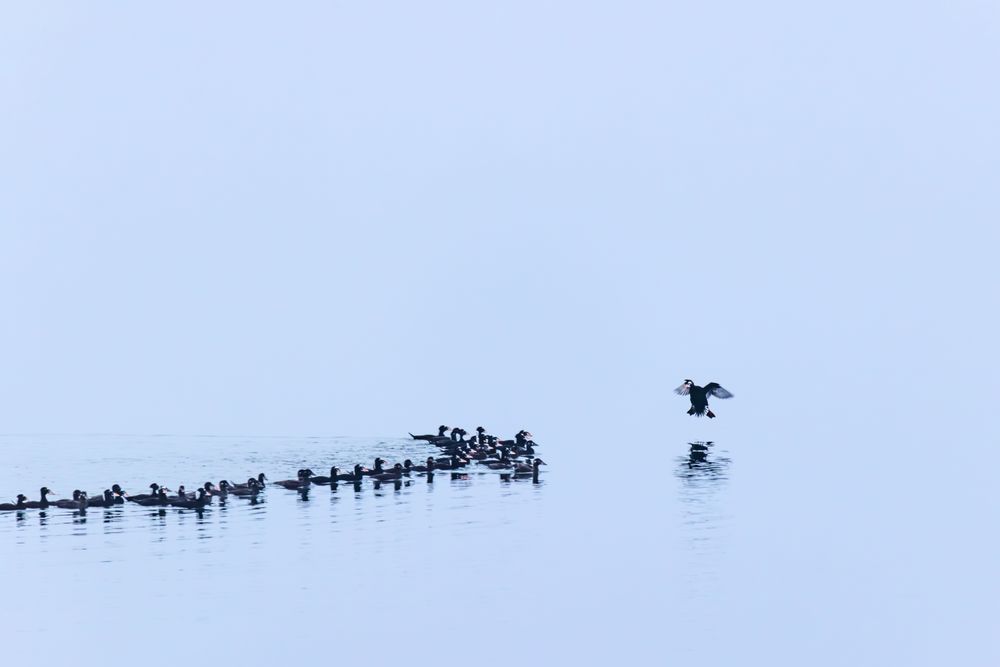 Incoming Surf Scoters , Haines, Ak Photography Art | Kim Clune Daydreams