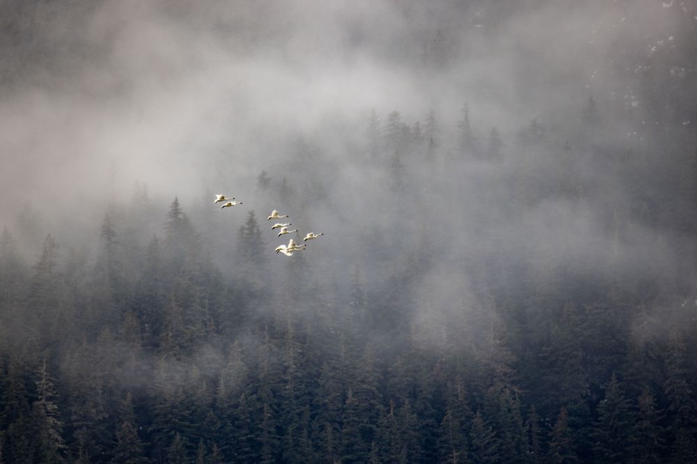 Swans In The Mist, Chilkat Valley, Ak Photography Art | Kim Clune Daydreams