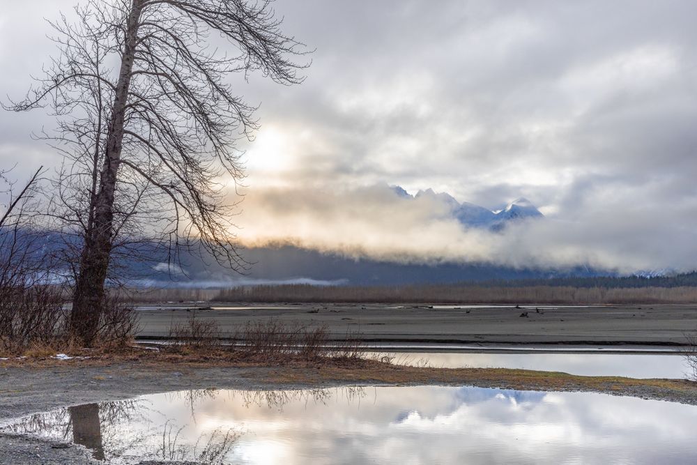 Puddle Peeping, Chilkat Valley, Haines, Ak Photography Art | Kim Clune Daydreams