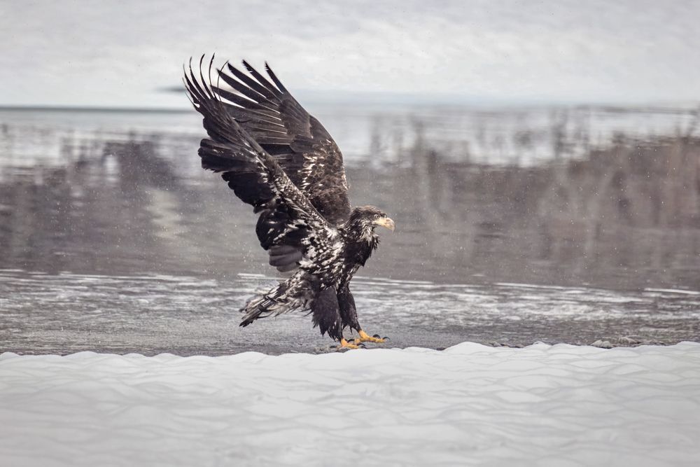 Lawn Dart, Juvelnile Bald Eagle, Haines, Ak Photography Art | Kim Clune Daydreams