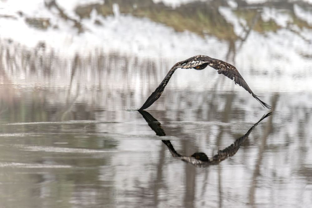 Contact, Juvenile Bald Eagle, Haines, Ak Photography Art | Kim Clune Daydreams