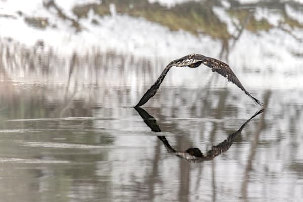 Contact, Juvenile Bald Eagle, Haines, AK