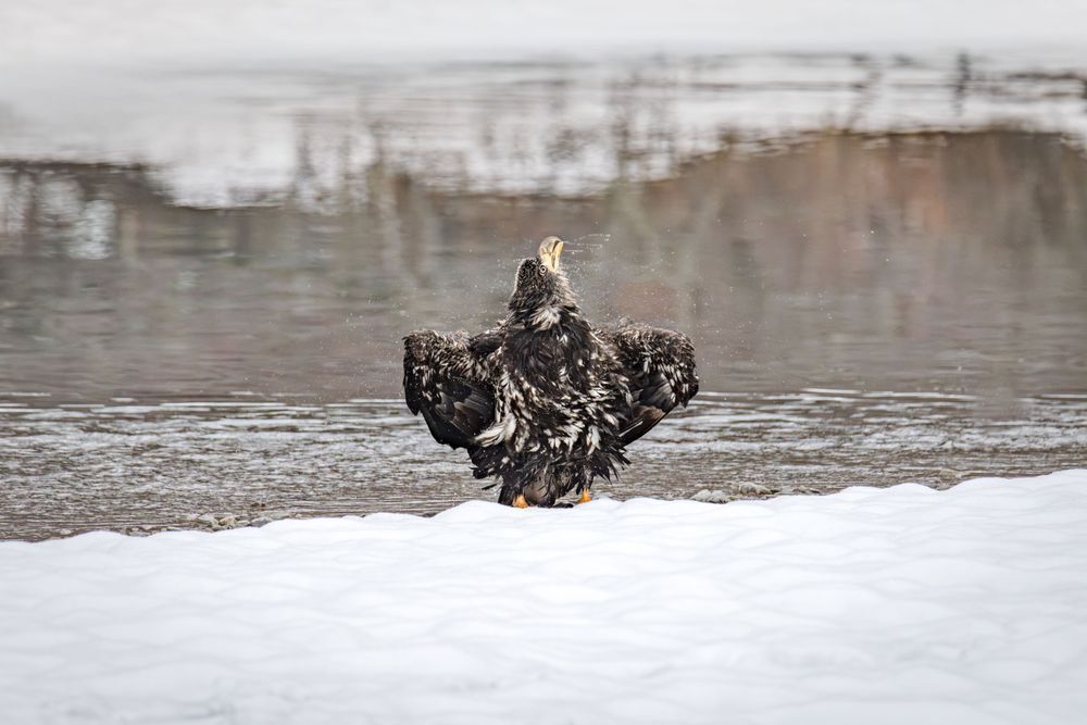 Windshield Wash, Juvelnile Bald Eagle, Haines, Ak Photography Art | Kim Clune Daydreams