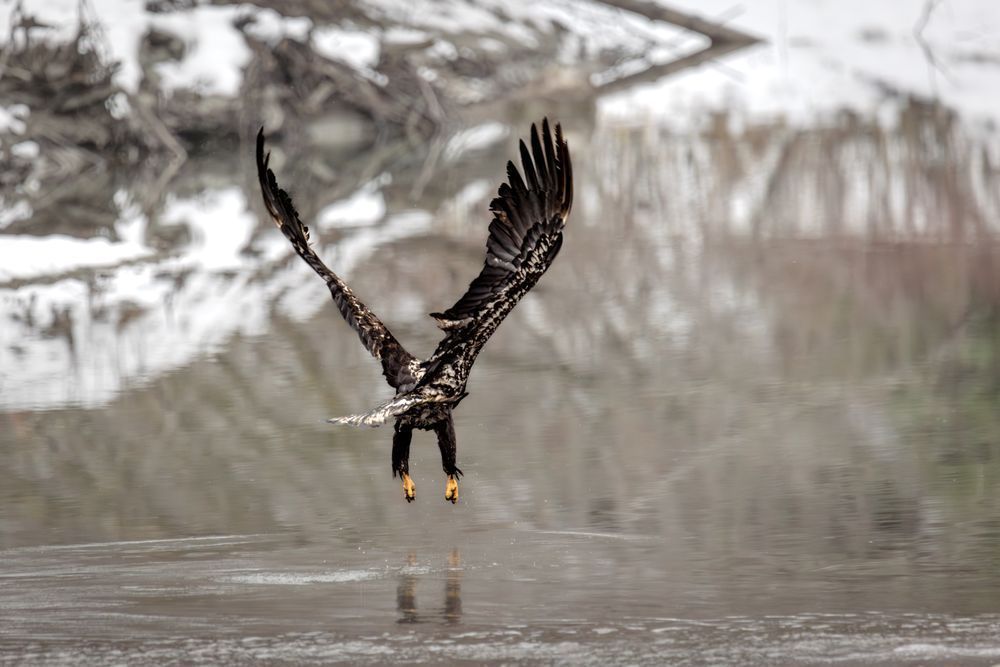 Talons Up, Juvenile Bald Eagle, Haines, Ak Photography Art | Kim Clune Daydreams