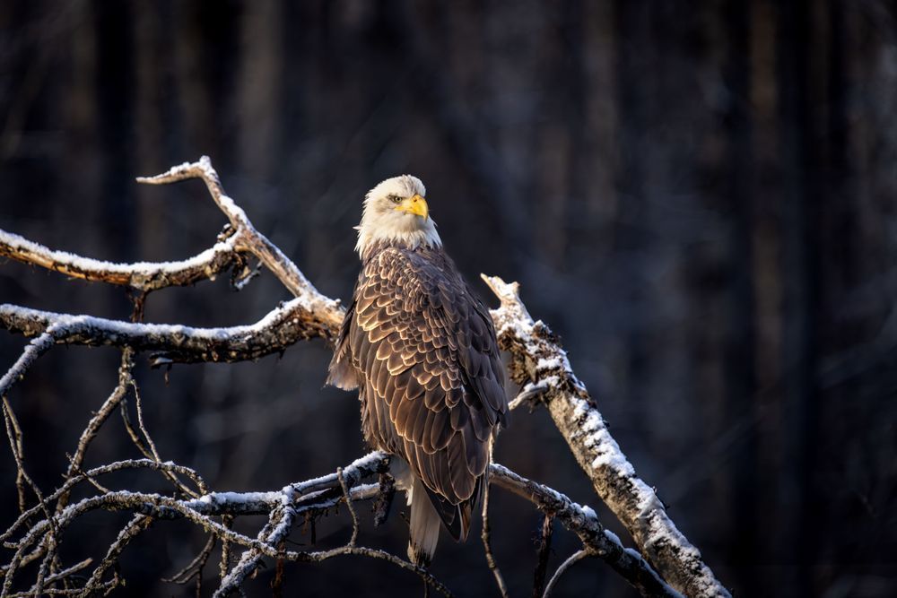 Morning Rays, Bald Eagle, Haines, Ak Photography Art | Kim Clune Daydreams