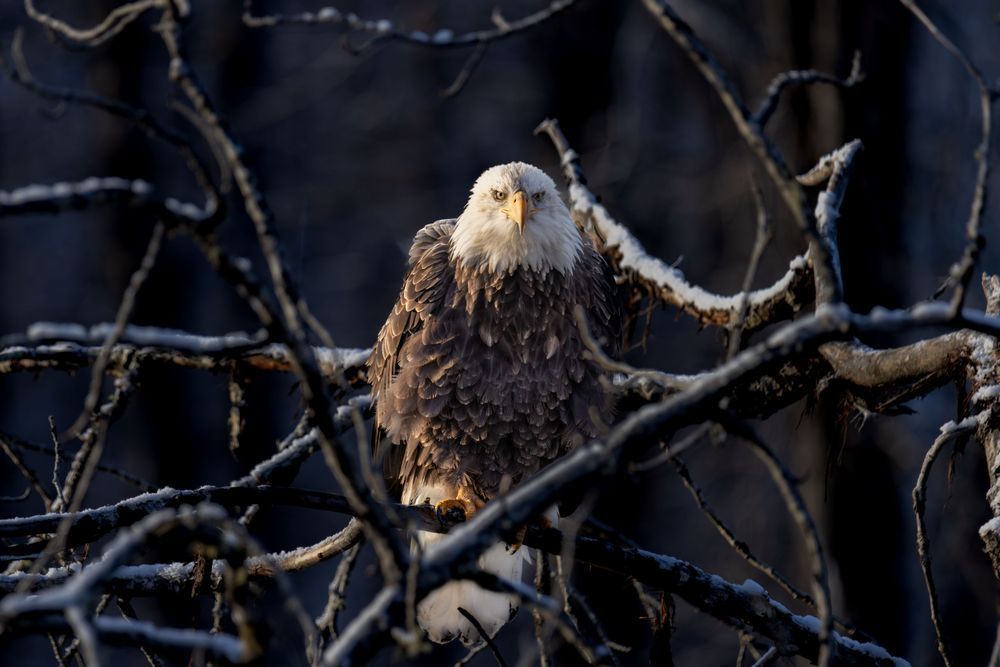 I See You,  Bald Eagle, Haines, Ak Photography Art | Kim Clune Daydreams