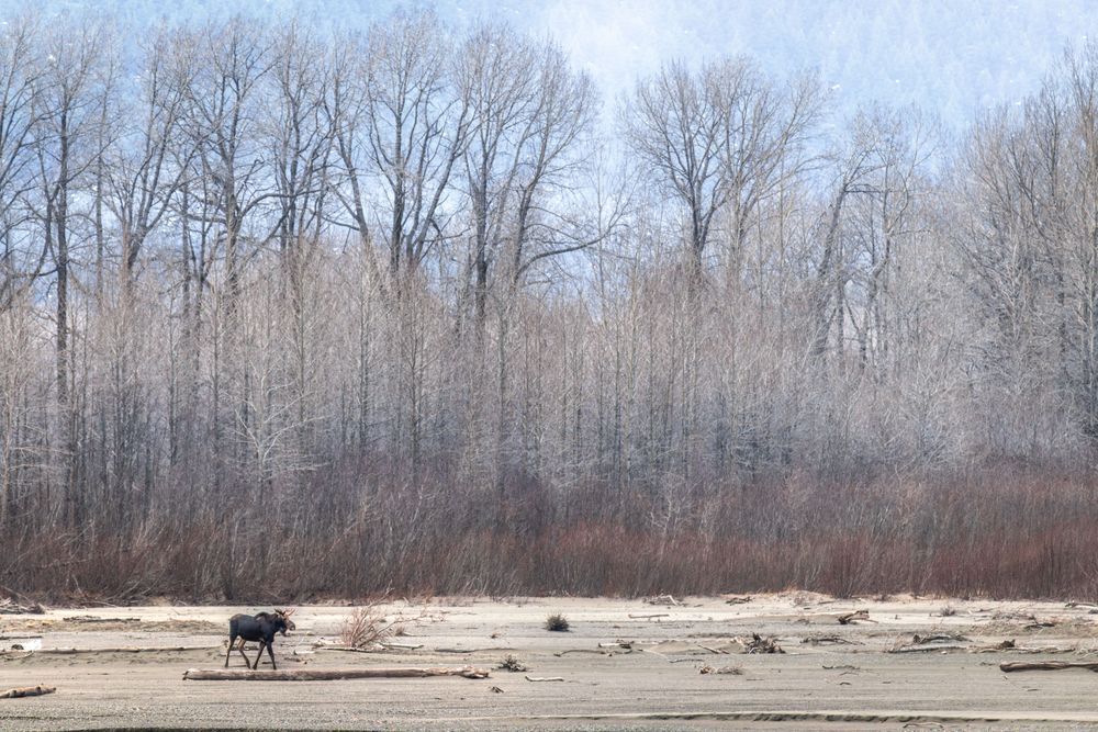 Chilkat Moose, Haines, Ak Photography Art | Kim Clune Daydreams
